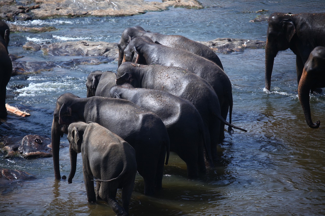 Tour_type/elephants-6498609_1280.jpg